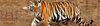 adhesives and glues from WILDLIFE TIGER INDIA