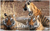 TRAVEL AGENCIES from RAJASTHANTOURS4YOU